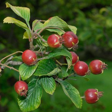 Dotted Hawthorn