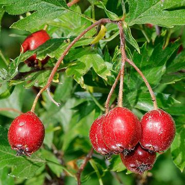 Redhaw Hawthorn