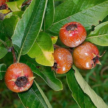 Crataemespilus grandiflora