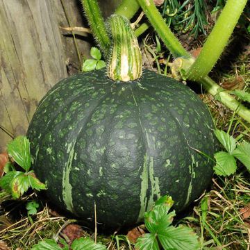 Cucurbita moschata "Pumpkin Kent"