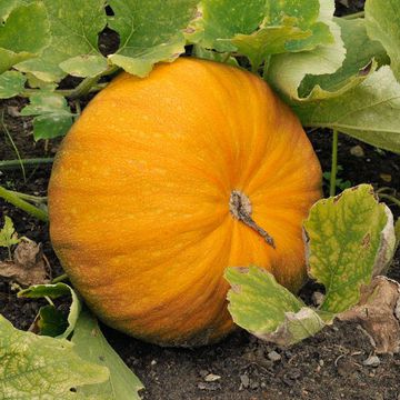 Styrian Oil Pumpkin