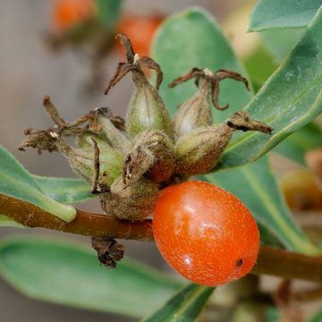 Daphne alpina