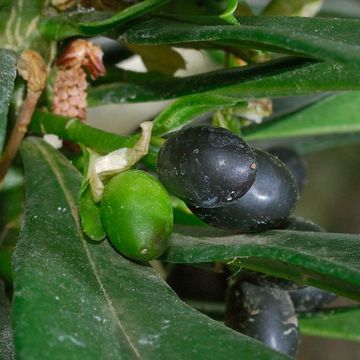 Spurge-Laurel