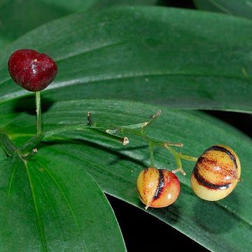 Rough-fruited Fairybells