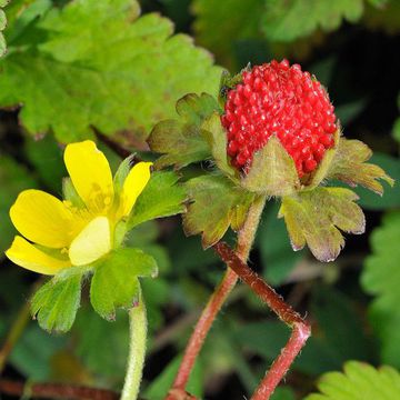 Duchesnea indica