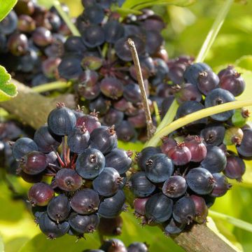 Tender-styled Aralia