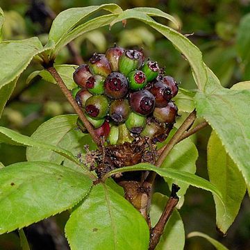 Henry`s Aralia