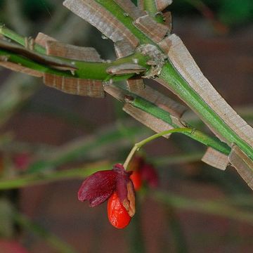 Euonymus alatus