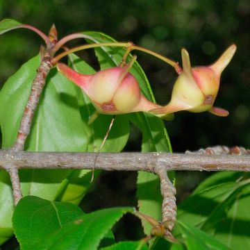 Euonymus fimbriatus