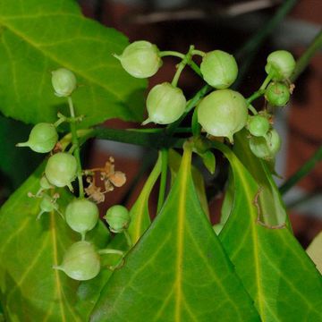 Euonymus fortunei