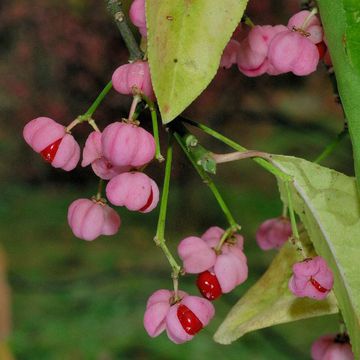 Euonymus hamiltonianus var. sieboldianus