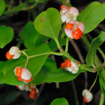 Euonymus japonicus