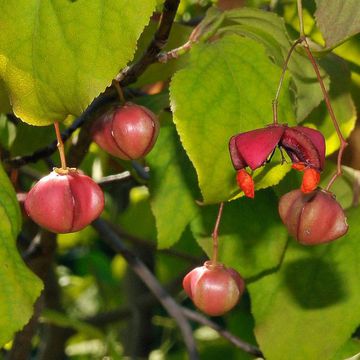 Euonymus latifolius