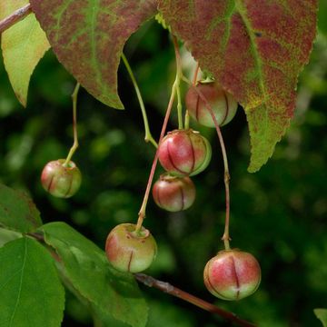 Euonymus oxyphyllus