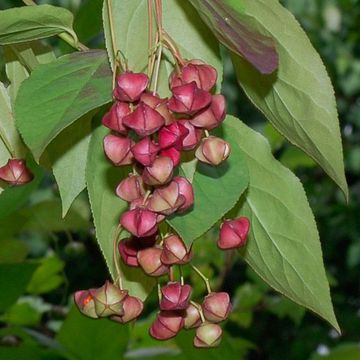 Euonymus planipes