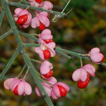 Euonymus velutinus