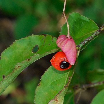 Euonymus verrucosus