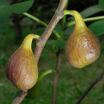 Common Fig "Violetta"