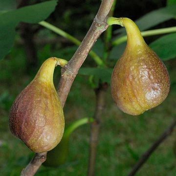 Ficus carica "Violetta"