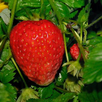 Garden Strawberry