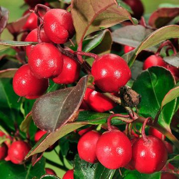 Spreading Wintergreen