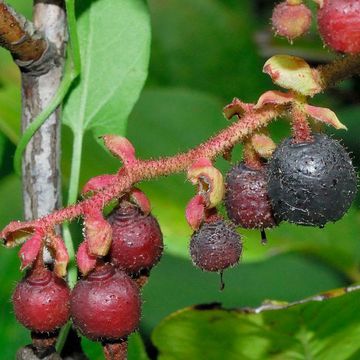 Gaultheria shallon