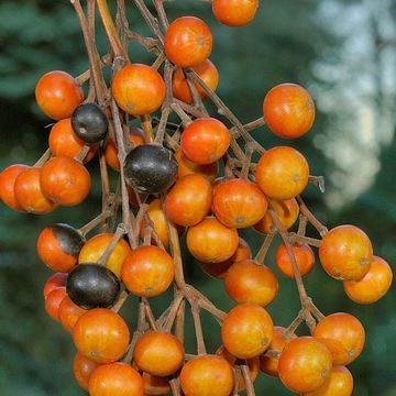 Idesia polycarpa