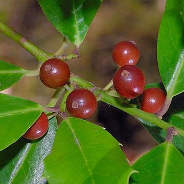 Ilex cassine