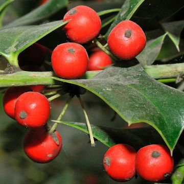 Ilex cornuta