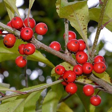 Ilex decidua