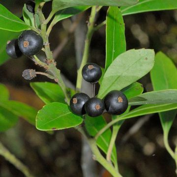 Ilex glabra