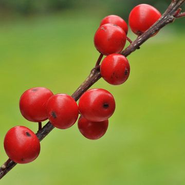 Ilex laevigata