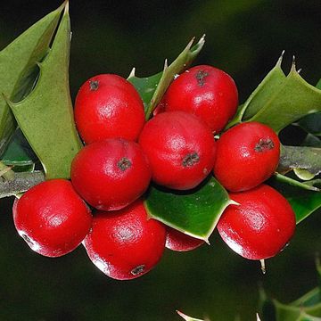 Perny`s Holly