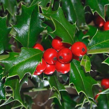 Ilex spinigera