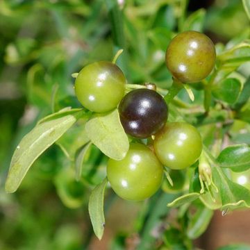 Jasminum fruticans