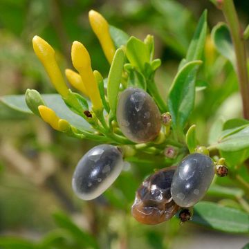 Wohlriechender Jasmin