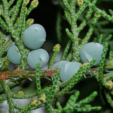 Juniperus occidentalis