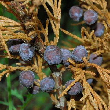 Juniperus sabina