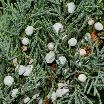 Juniperus sargentii