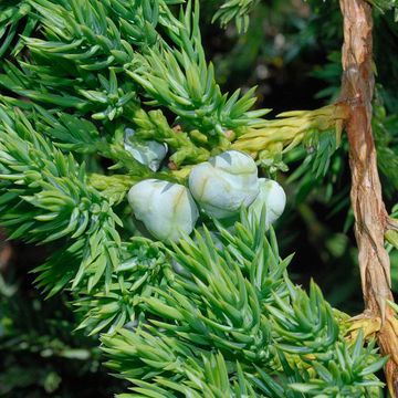 Juniperus squamata