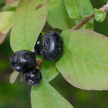 Lonicera caucasica