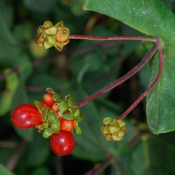 Etruscan Honeysuckle