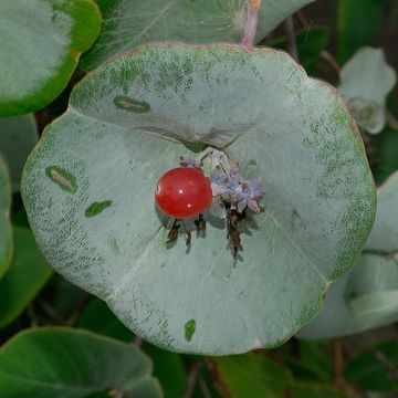 Lonicera flava