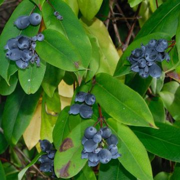 Lonicera henryi