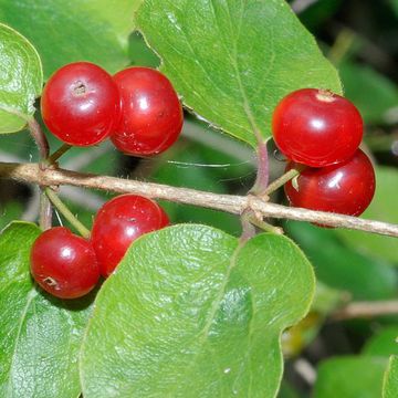 Lonicera iberica