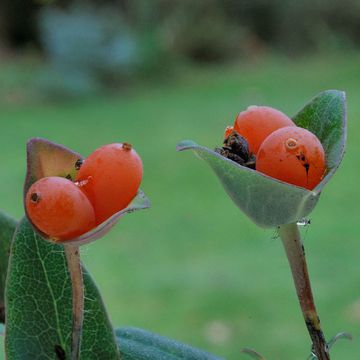 Mediteranean Honeysuckle