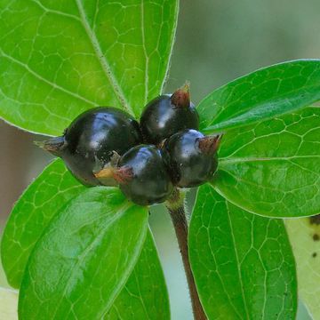 Japanese Honeysuckle