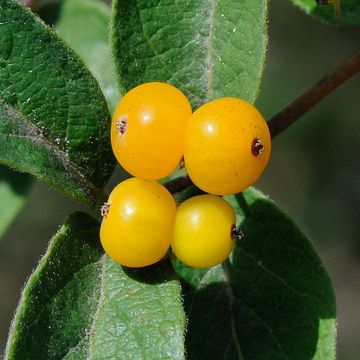 Lonicera korolkowii