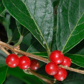 Lonicera maackii