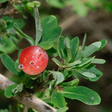 Lonicera myrtillus